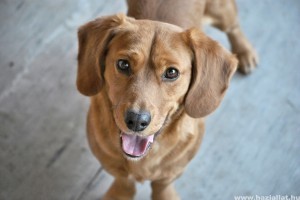 Magyar kutatók kiderítették: a kutyák tudatában vannak cselekvéseiknek