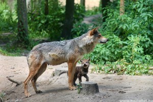 Különleges videó: farkaskölyök a Bükkben!