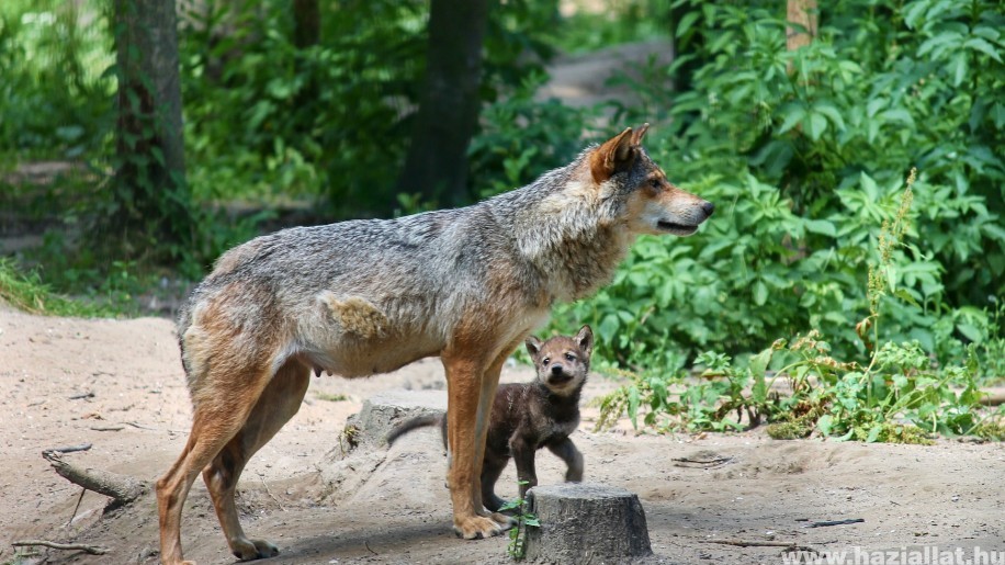 Különleges videó: farkaskölyök a Bükkben!