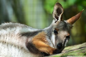 Nincs happy end: előkerült a 2 szökött miskolci kenguru, de csak az egyik élte túl a kalandot