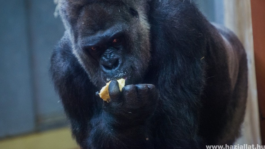 Tortával ünnepelték a 40 éves Golot, a fővárosi állatkert gorilláját