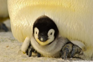 Tündéri pingvinfióka született a Szegedi Vadasparkban