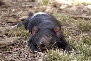 Visszatérhetnek a tasmán ördögök Ausztrália vadonjába