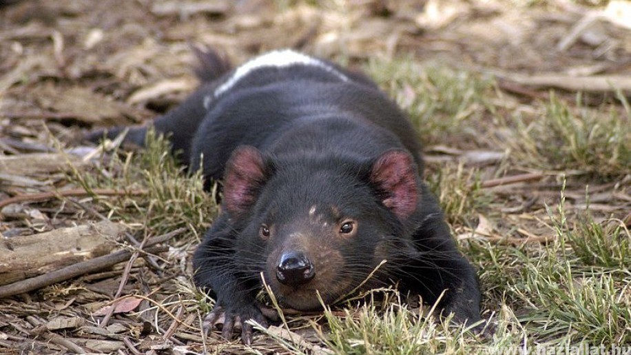 Visszatérhetnek a tasmán ördögök Ausztrália vadonjába