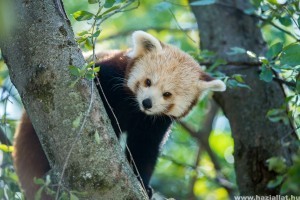 Tündéri vörös panda ikrek érkeztek a Pécsi Állatkertbe