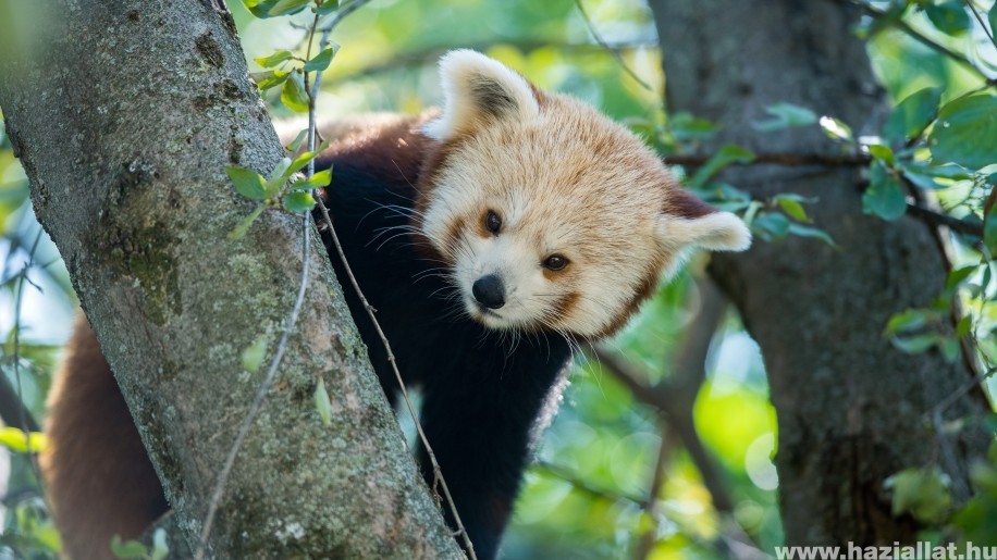 Tündéri vörös panda ikrek érkeztek a Pécsi Állatkertbe