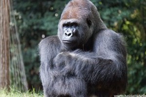 Koronavírus: így fertőződhettek meg a gorillák coviddal