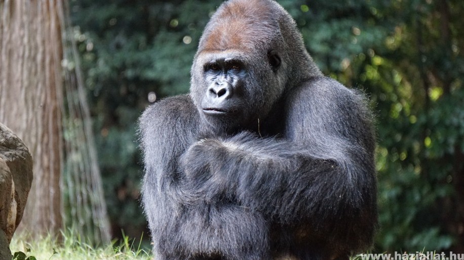 Koronavírus: így fertőződhettek meg a gorillák coviddal