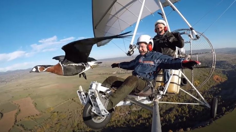 Varázslatos: ez a férfi 23 éve segít a vándormadaraknak, és együtt repül velük - videó