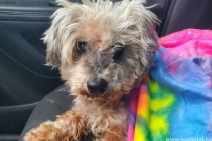 Hazakerült egy 3 éve elveszett kutya! 2017 óta kóborolt