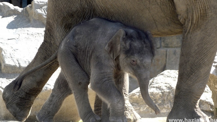 Kiselefánt született a budapesti állatkertben