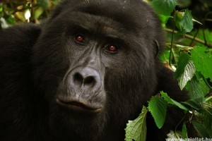 Szívszorító, ahogy ez a gorillamama reagált egy babára az állatkertben - videó!
