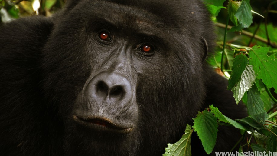 Szívszorító, ahogy ez a gorillamama reagált egy babára az állatkertben - videó!
