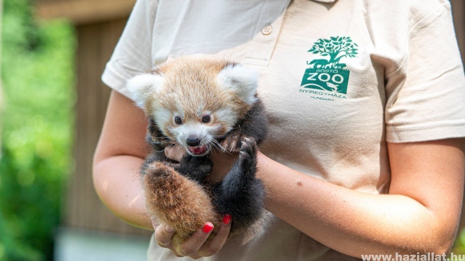 Ennyi cuki vörös panda kölyök született Nyíregyházán - fotók!