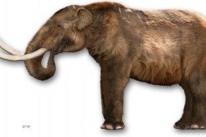 Egy genetikai vállalat a gyapjas mamutot akarja életre kelteni