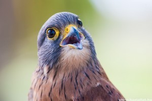 Veszélyben vannak a védett madarak Magyarországon