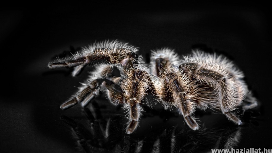 Hatalmas pók keltett riadalmat – ami ez után történt, arra senki sem számított
