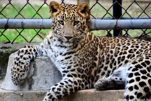 A budapesti állatkert Mikulás-programokkal vár vasárnap!