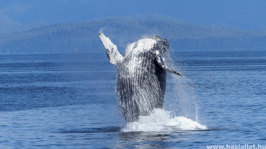 Egy sérült bálna több ezer kilométeren keresztül vonszolt magával halászhálót és bójákat