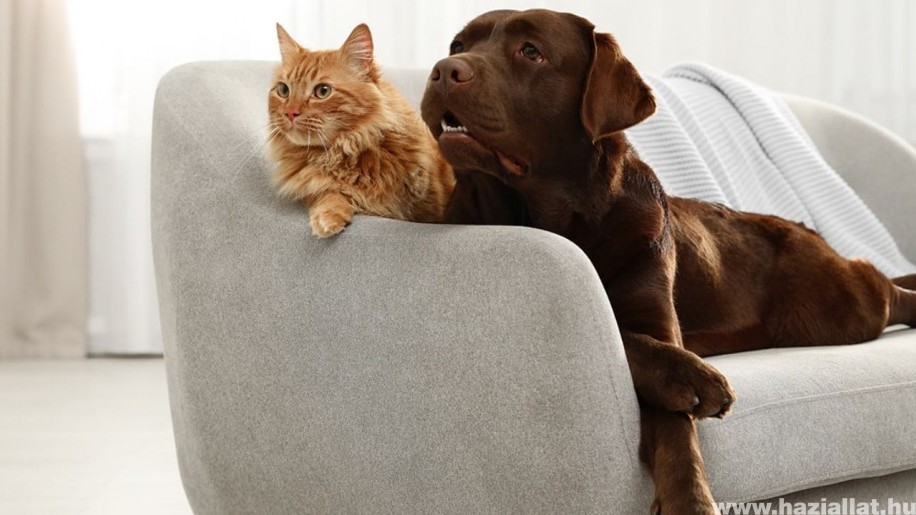 Kanapévásárlási tanácsok kutya és macskatulajdonosok számára (x)
