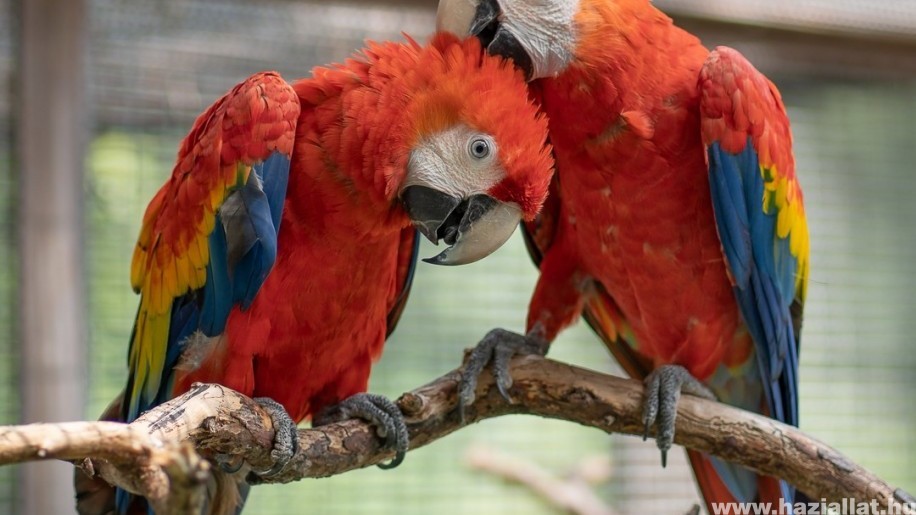 Különleges madárral gyarapodott a debreceni állatkert
