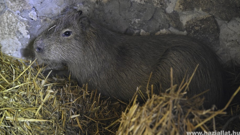 Ismét látható Debrecenben a Föld legnagyobb rágcsálója, a kapibara