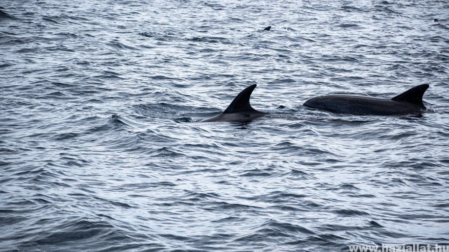 Több tucatnyi partra vetődött delfin pusztult el Új-Zéland keleti partjainál
