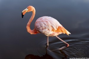 Meghalt a berlini állatkert legidősebbnek tartott lakója, Ingo, a flamingó