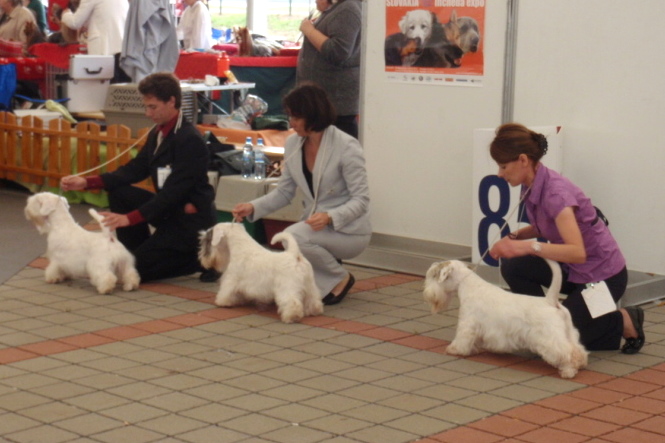 Sealyham terrier