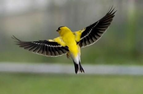 Carduelis tristis