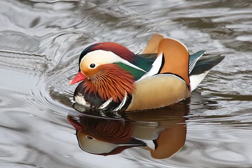 Mandarinréce (Aix galericulata)