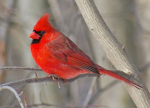 Kardinálispinty (Cardinalis)