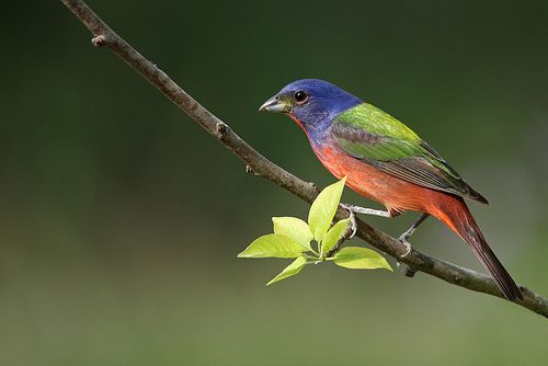 Pápapinty (Passerina ciris)