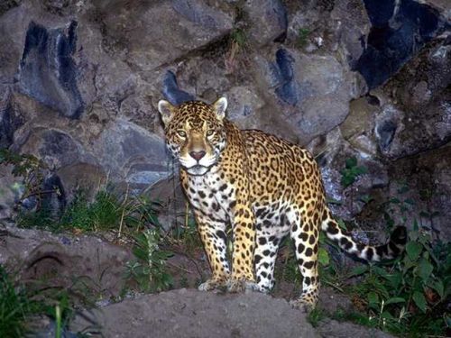 Éjszakai felvétel egy jaguárról
