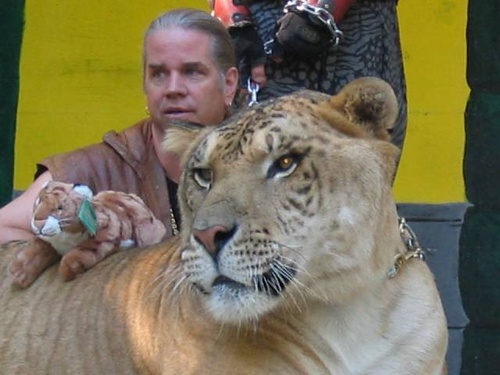 liger-hibrid-oroszlan