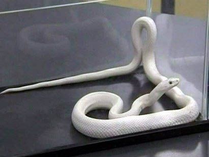 Albínó kígyó