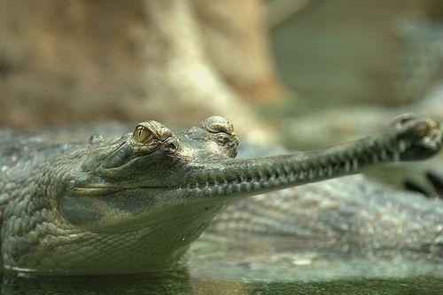 A gaviál szemei a víz felszínén maradnak