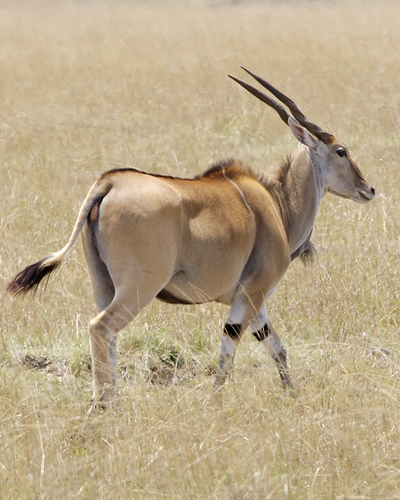 taurotragus oryx, antilop, antilopos kép, jávorantilop