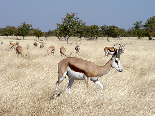 vándorantilop, antilop, antilopos kép, vándorantilop kép