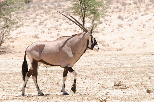 passzán, antilop faj, antilopos kép