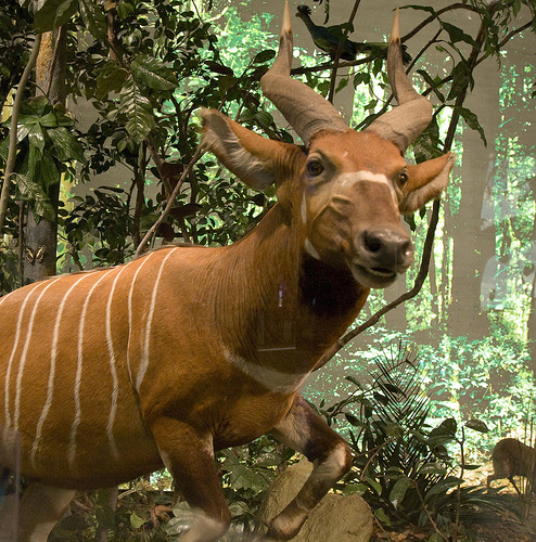 bongó, bongo, antilopos kép, antilop faj