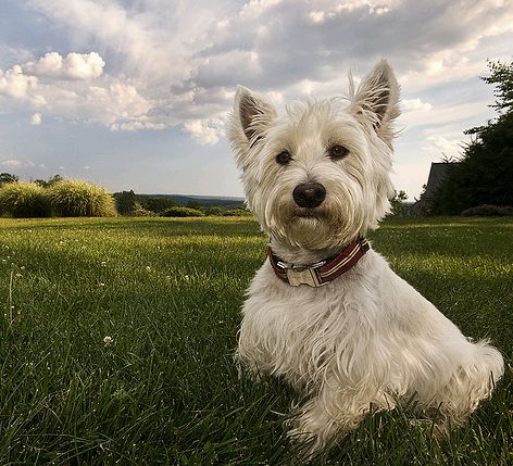 west highland terrier