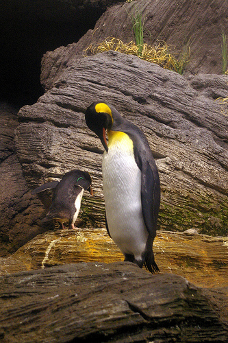 pingvin, császárpingvin, pingvines kép