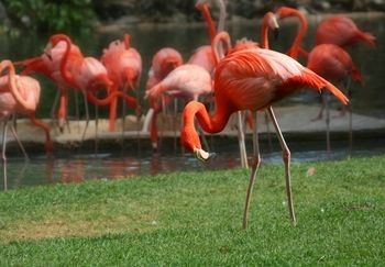 Flamingok
