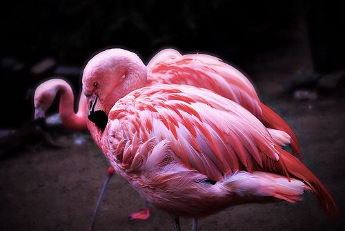 rozsaszin-flamingo