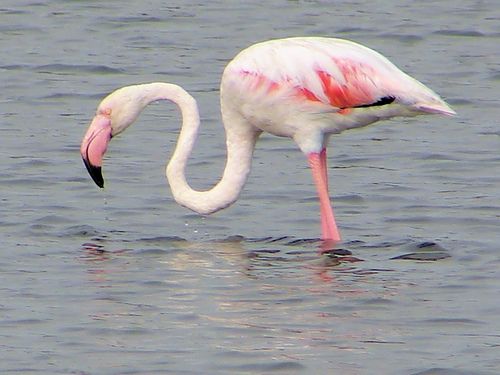 feher-flamingo