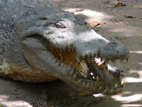 nilusi-krokodil