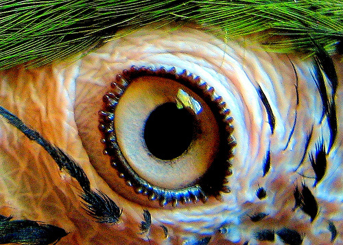 papagaj-szeme