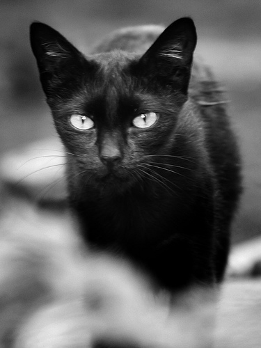 macska, cica, fekete macska, fekete cica, cicás kép, macskás kép