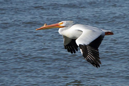 Orrszarvú pelikán repülés közben